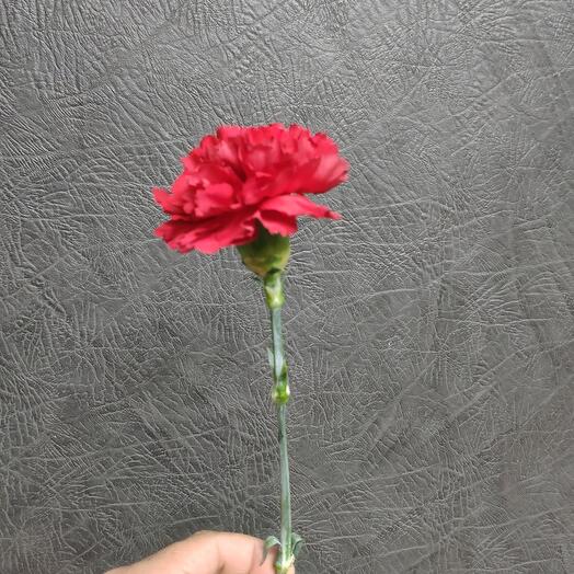 Clavel