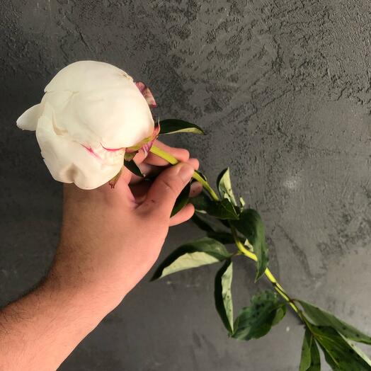 Peonía blanca