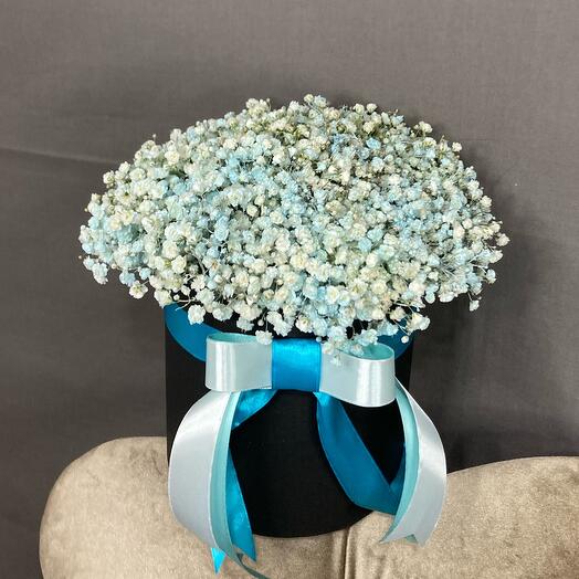 Gypsophila
