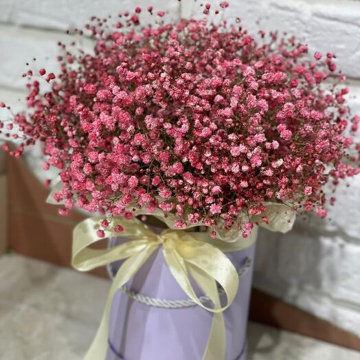 Gypsophila color