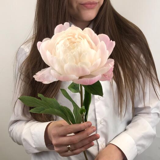 Пион Франция)