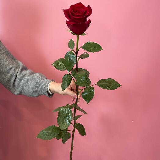 Rosa de metro