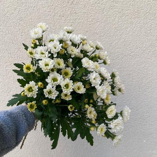 Santini (daisies) white