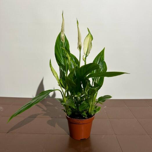 Комнатное Спатифиллум