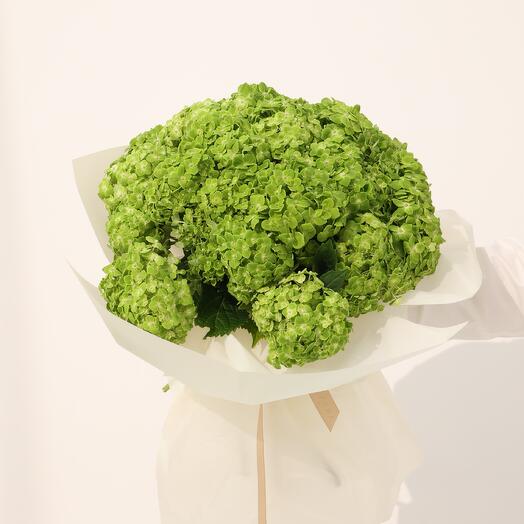 Green Hydrangea