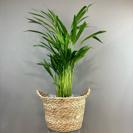 Дипсис в плетеной корзине