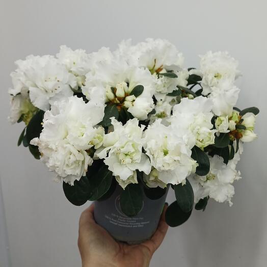 Cvety