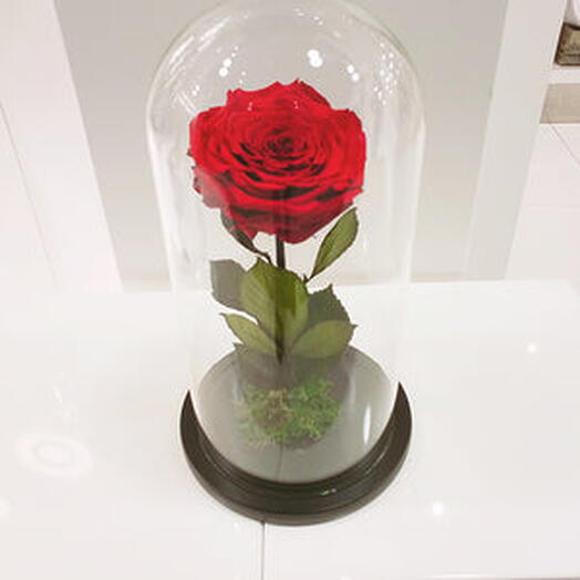 Infinity Red Rose