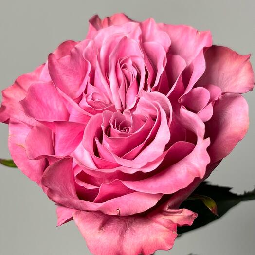 Пионовидная Роза премиум