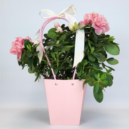 Pink Azalea Indica in a gift box, D-14
