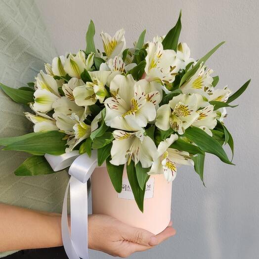 Alstroemeria en Caja 12