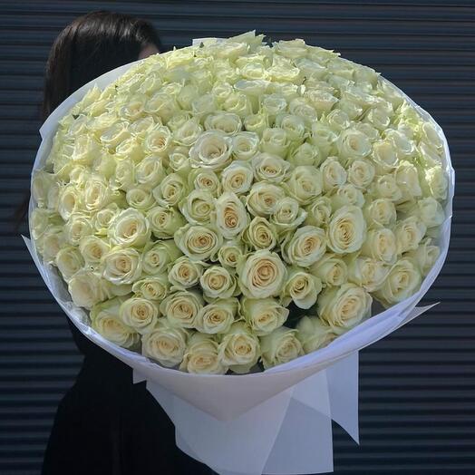 151 роза
