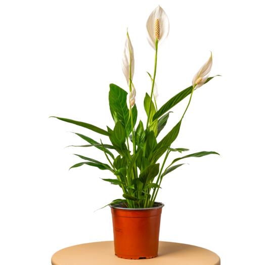 Спатифиллум 70 см