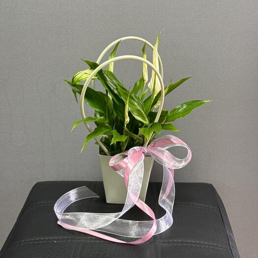 Spathiphyllum
