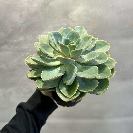 Суккулент Эхеверия 13/15