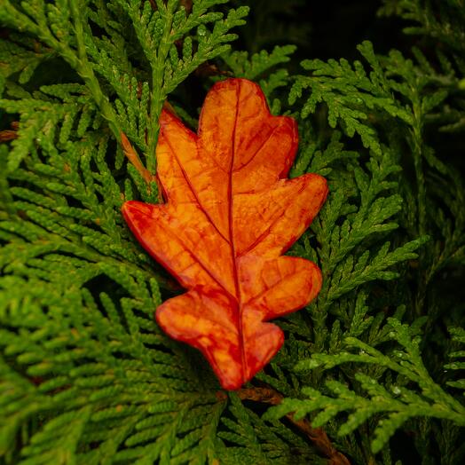 Осенний оранжевый дубовый лист ручной работы