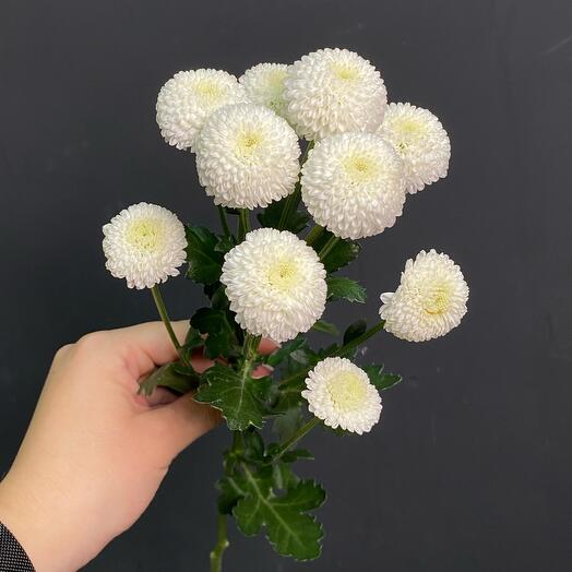 Crisantemo de relleno blanco arbusto
