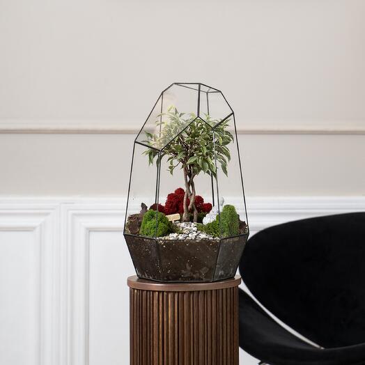 Ficus bonsai, Benjamin en florarium iceberg
