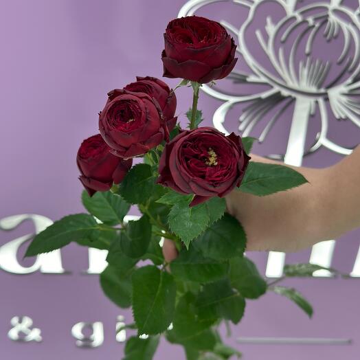 Кустовая Роза Пион