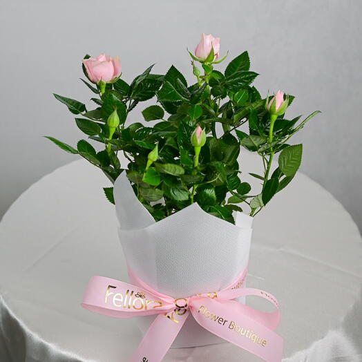 Light Pink Rose in a Pot