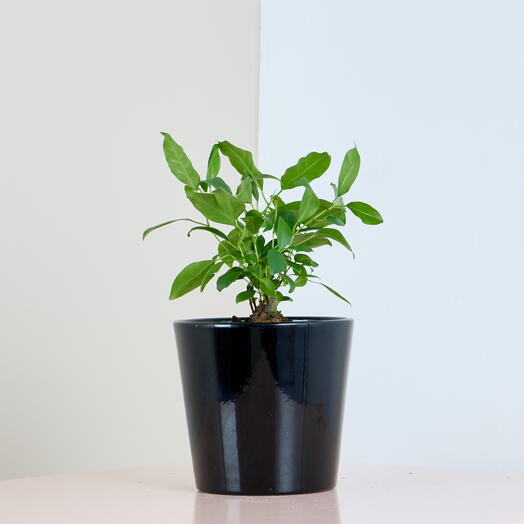 Dwarf Ficus in Glossy Black Planter