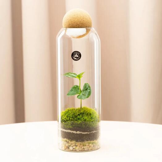 Экосистема в бутылке Bottle 8 с кофе