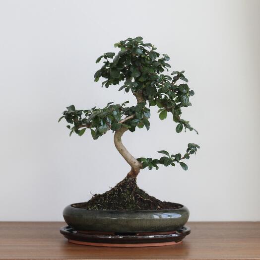 Кармона 18 лет