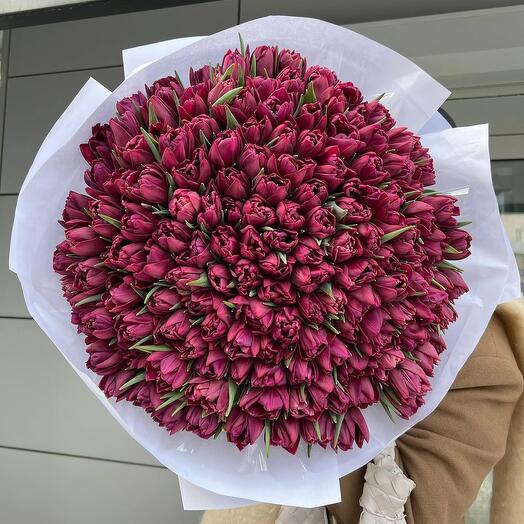 101 пионовидный тюльпан фиоллетовый