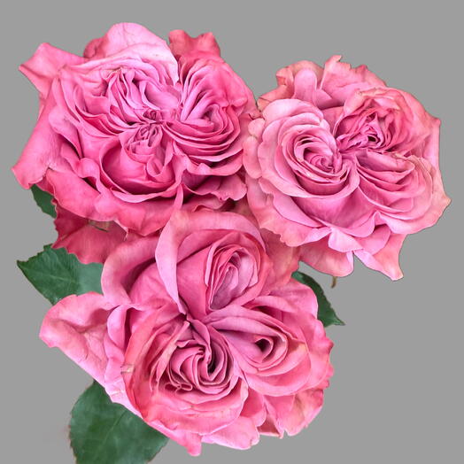 Bazsarózsás rózsák