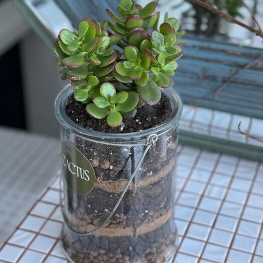 Красула в стекляном кашпо