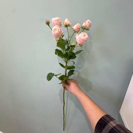 Кустовые розы розовые