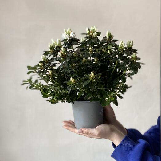 Азалия кустовая белая