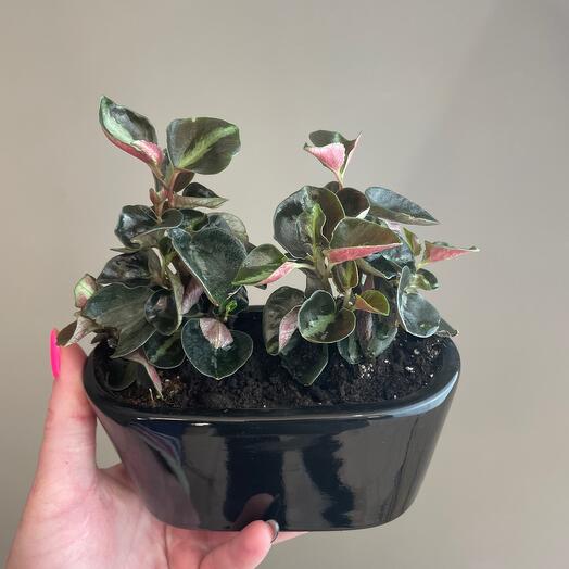 Пеперомия Коломбиана