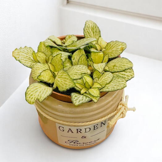 Golden Mosaic Fittonia in Rustic Ceramic Pot