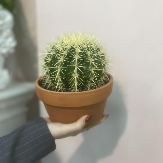 Кактус в глиняном кашпо
