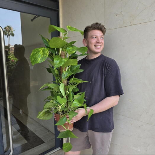 Epipremnum grande