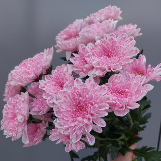 Букет из хризантемы "Алтай"
