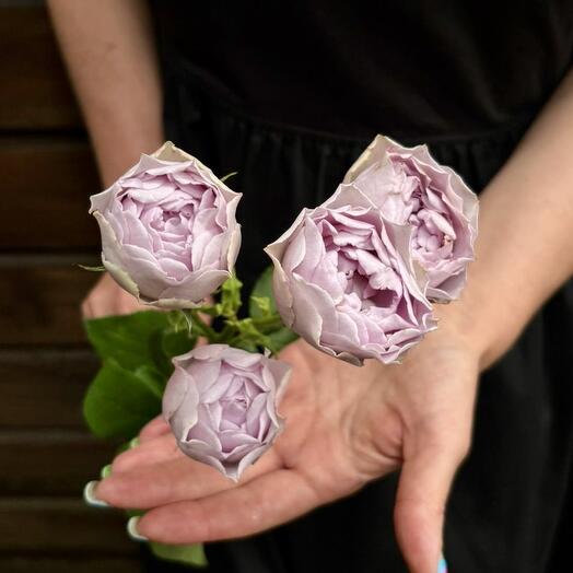 Роза кустовая пионовидные Lavender Bubbles