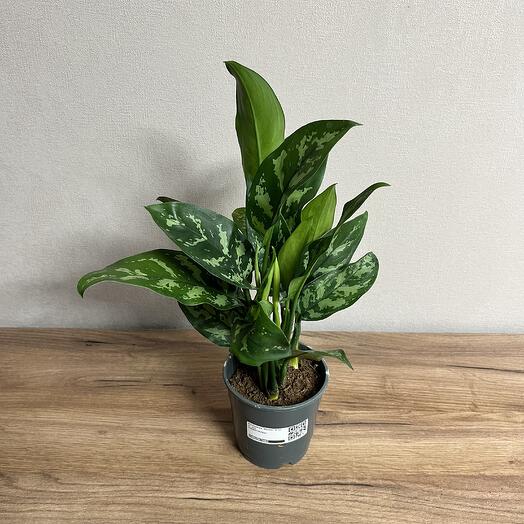 Аглаонема Мария