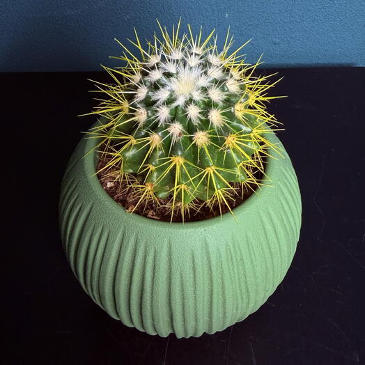 Кактус в кашпо 🌵