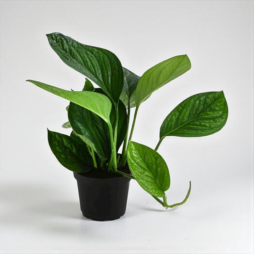 Monstera ‘Planet