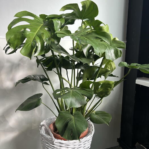 Монстера Deliciosa