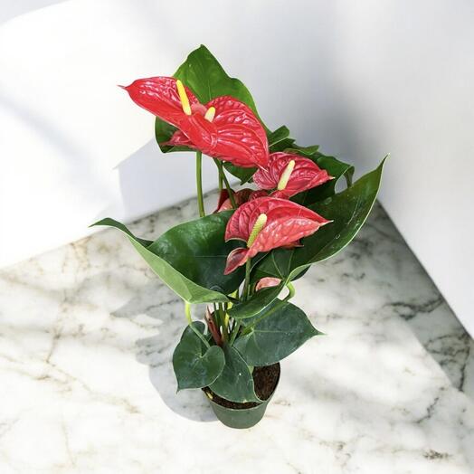 Мужское счастье