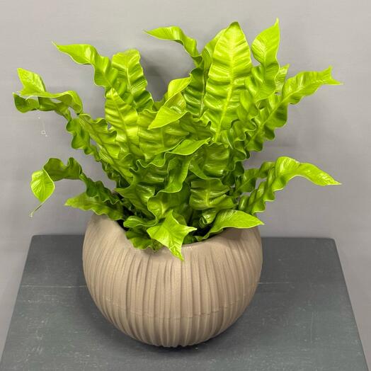 Асплениум  в стильном круглом горшке