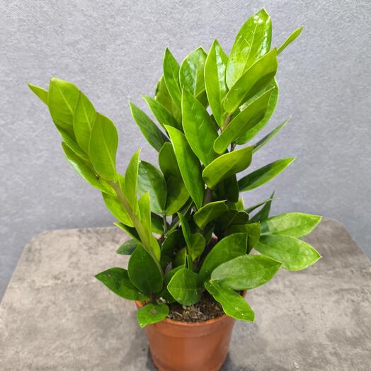 Замиокулькас Долларовое Дерево