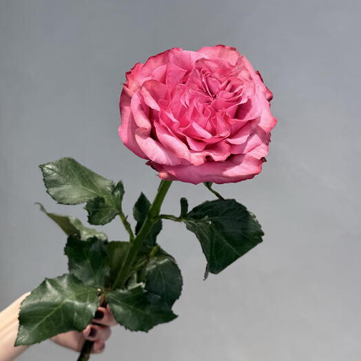 Роза пионовидная Кантри Блюз / Country Blues