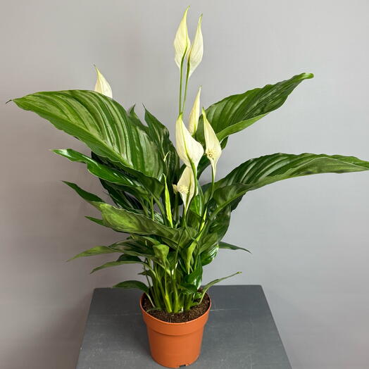 Шикарный спатифиллум в горшке