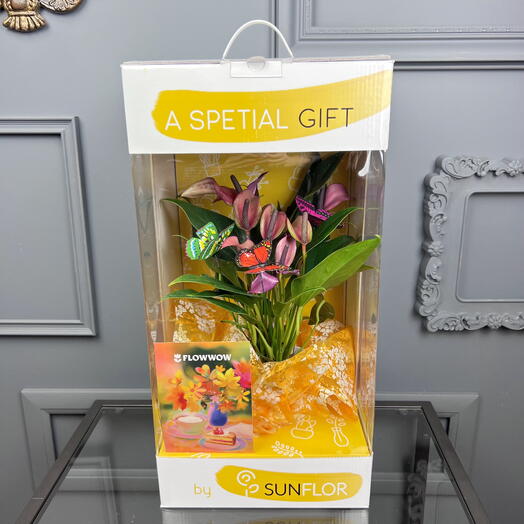 Антуриум Зизу зизоу в горшке и подарочной коробке, высота 50см