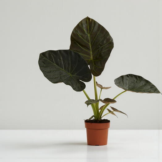 Alocasia ‘Regal Shield