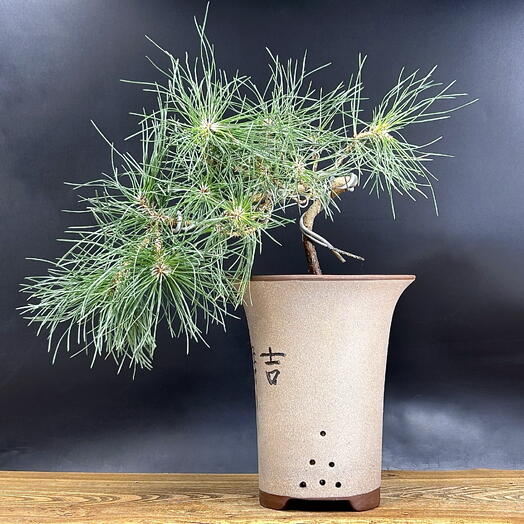 Бонсай Сосна, 40 см, 13 лет